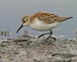 Western Sandpiper