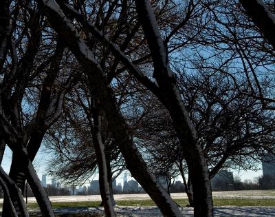 city_trees1.jpg