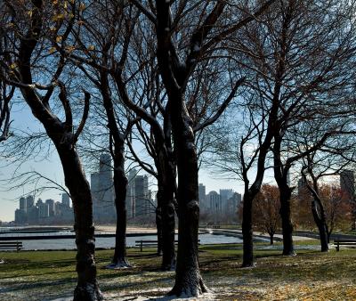 city_trees4.jpg