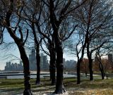 city_trees4.jpg