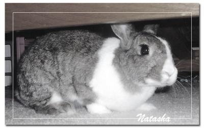 bunny1.jpg