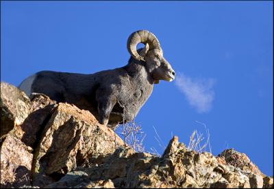 Rocky Mountain Big Horn Sheep...