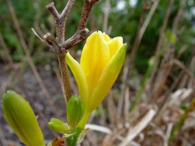 November 16, 2004The Daylily that wouldn't DieDay 194