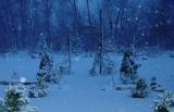 November 24, 2004<br><font size=2><b>L</b>et it snow,<br>Let it snow,<br>Let it snow!</font><br>Day 202