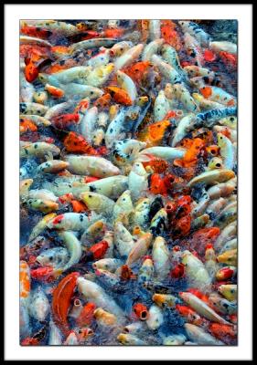 Fishy Nightmare