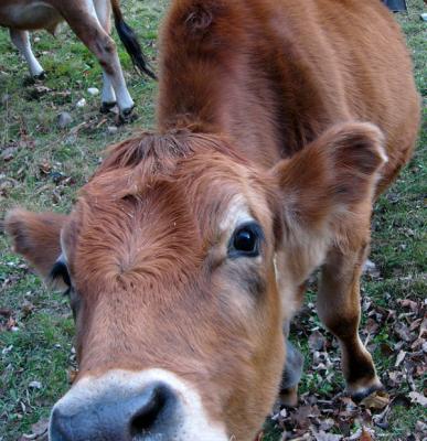 Cowz in Vermont
