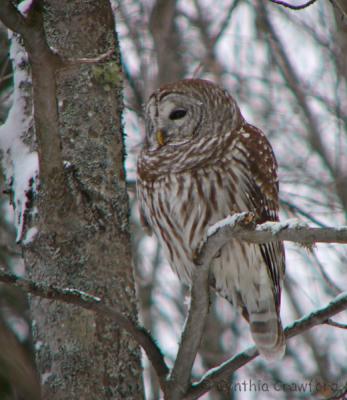 Barred Owl in a Snowstorm-and later...Vermont