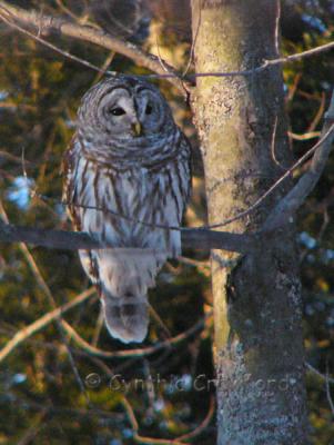 More Owl in Vermont 3/19/05