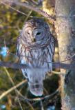 owl4-lookdown-eve