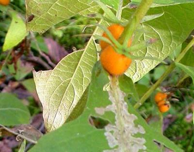 triosteum aurantiacum --  detail