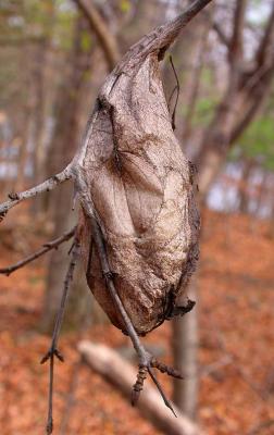 Cocoon of Cecropia moth