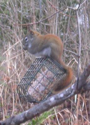 squirrel on suet feeder - 1