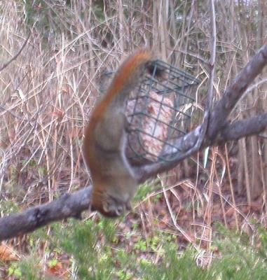 squirrel on suet feeder - 2