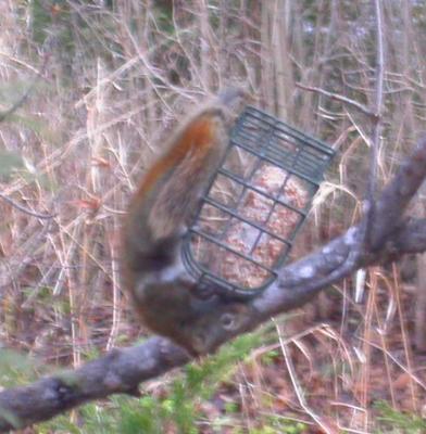 squirrel on suet feeder - 3