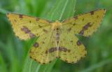 Xanthotype urticaria - 6740 - False Crocus Geometer moth