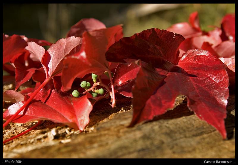 </b>Autum Colors<br>by Carsten Rasmussen