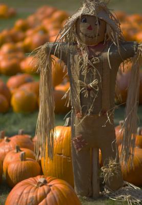 Scarecrow in the Pumpkin Patch