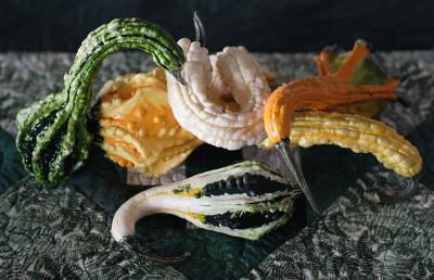 Gourd Birds (*)