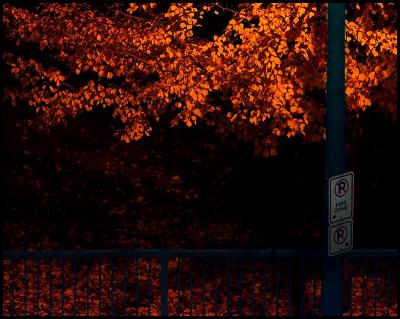 No Parking*
