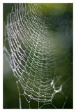 <b>7th Place</b><br><i> Dew Web <br>by Ed Hahn</i>