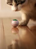 Staring Contest by CindyD*