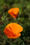 California Poppies*