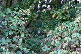<b>The Least Trodden Path</b> *