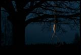 <b>5th Place</b><br>Old Oak*<br><i>by Olaf.dk</i>