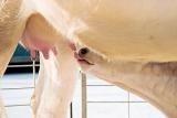 <b>7th Place</b><br>* Instead I Became a Mama<br><i>by Lonnit Rysher</i>