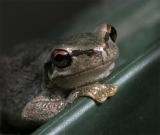 <b>Kissing a Frog</b>