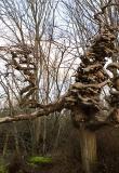 ... a place where trees grow upside down