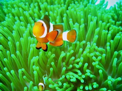 Found Nemo *