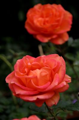 Garden Roses (*)