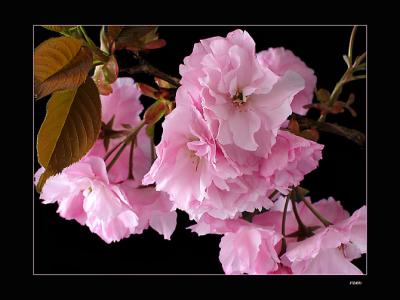Cherry BlossomsIMG_2497w.jpg