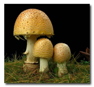 Mushrooms ThreeIMG_4497w.jpg