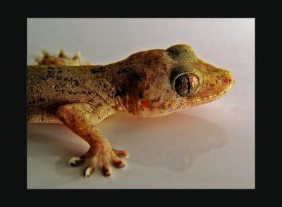 Kitchen Gecko*