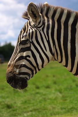 Zebra Head Shot* by Paul Stuckless