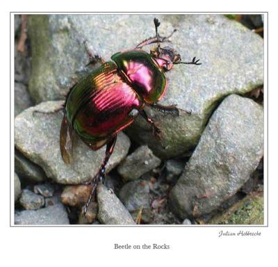 Beetle on the Rocks