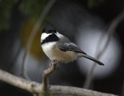 Chicadee (*)