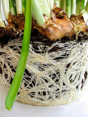 Daffodil roots*