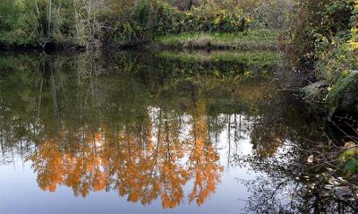Fall Reflections I (*)