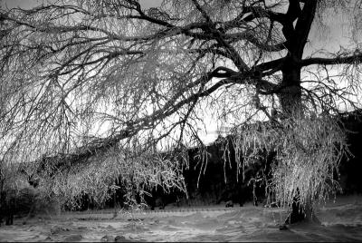 Ice Tree Niagra