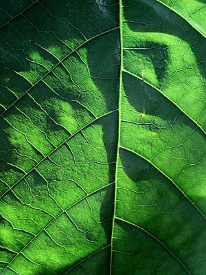 green leaf (*)