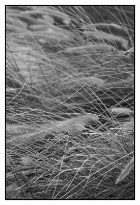 Wild Grass* by Paul Stuckless