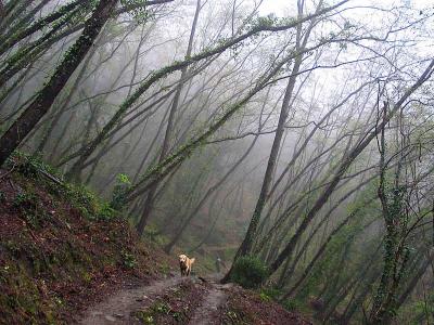 <b>4th Place - <br>Hike in the mist </b>
