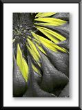 Sunflower... up close and MEAN! *