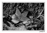 * Leaf