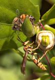 Bee vs. Wasp*