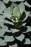 Captured Raindrop (*)