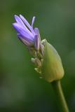 Agapanthus Bud*